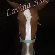 Dansk Varmblod Lavina Ask " Tuttifrutti" ... (aflivet)