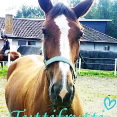 Dansk Varmblod Lavina Ask " Tuttifrutti" ... (aflivet)