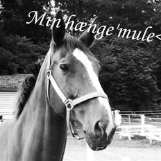 Dansk Varmblod Lavina Ask " Tuttifrutti" ... (aflivet)