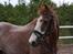 New Forest Rasmus - Taget lige inden han blev aflivet