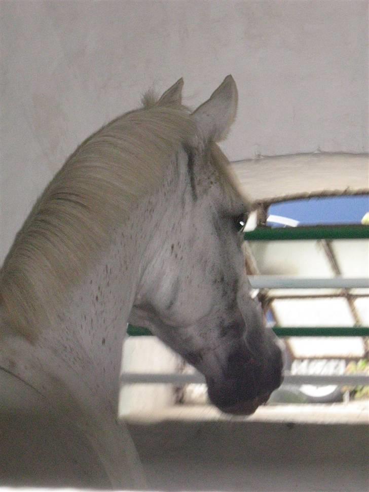 Anden særlig race Faruk  - Verdens smukkeste pony billede 9