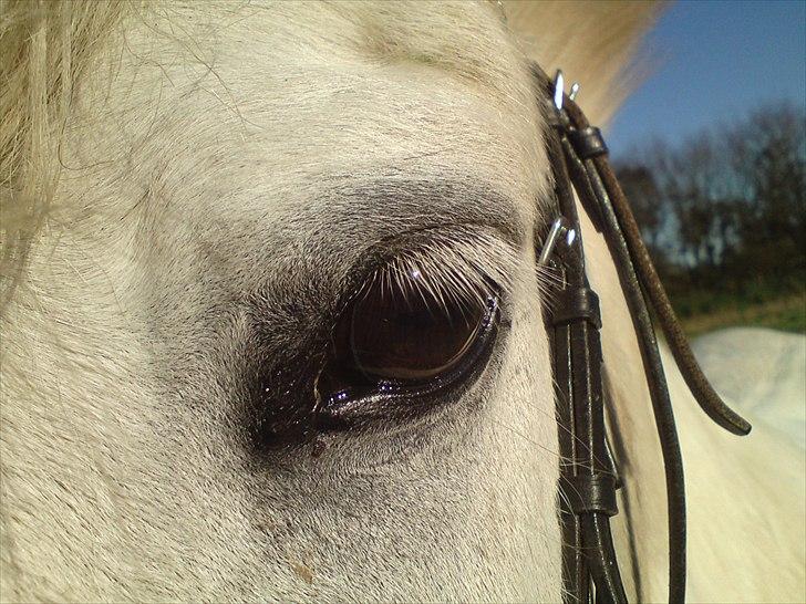 Welsh Mountain (sec A) Charlie star BEST FRIENDS - 17) Smukke øje!! :D Taget af mig..  billede 16