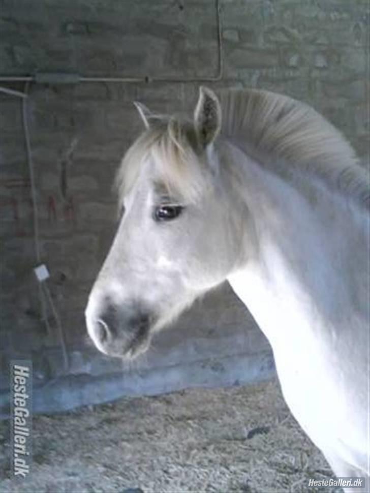 Welsh Mountain (sec A) Charlie star BEST FRIENDS - 18)Taget af mig! han er smuk uden grime billede 17