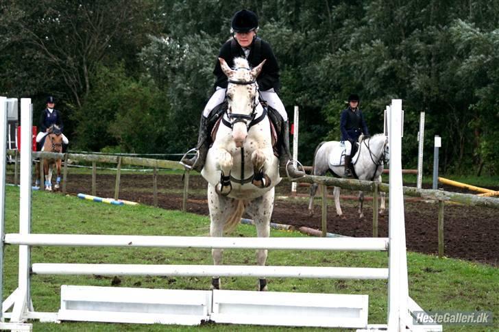 Anden særlig race Rødhætte - LC i BOS d. 6. september 2009 (foto: Jessie) billede 17