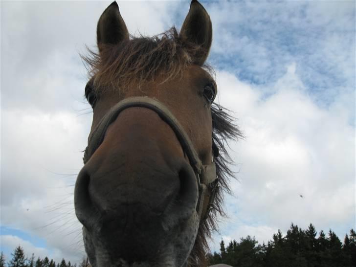 Anden særlig race Ingolf SOLGT - Halløj xD billede 19