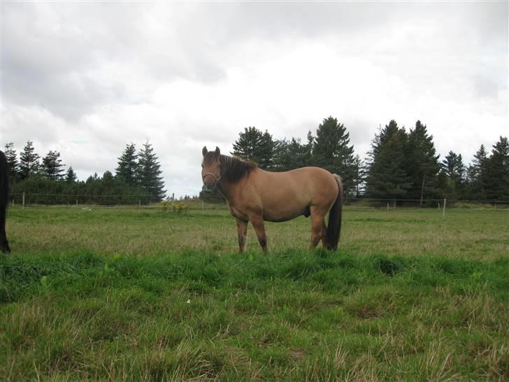 Anden særlig race Ingolf SOLGT - Ingolf på marken [x billede 20