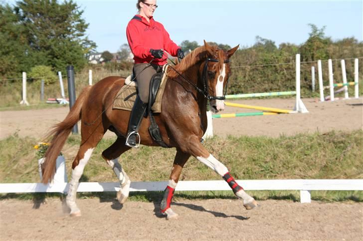 Dansk Varmblod Bemcha Swing **solgt** - NYT... sept. 09  billede 20