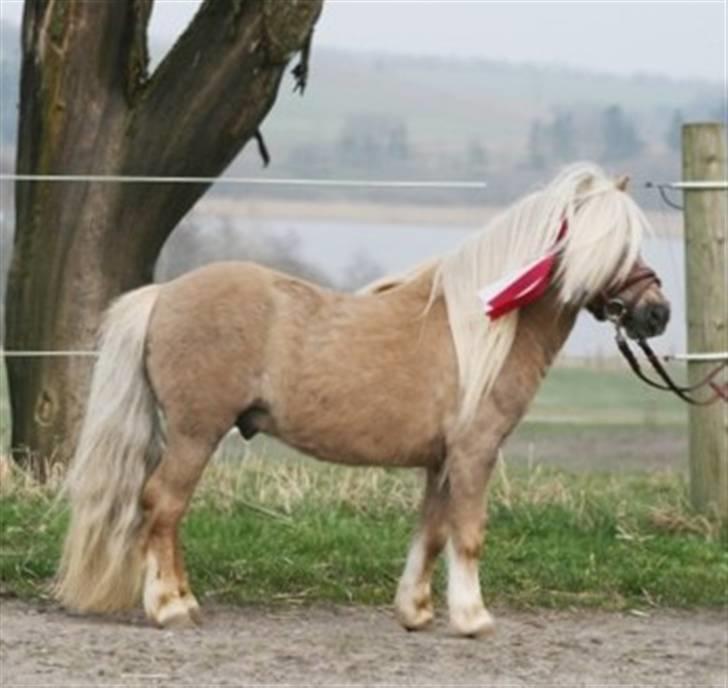 Shetlænder Remco V.D. Kastanje - Avlshingst - Hingstedag (taget af Anne Møldrup Jensen) billede 4