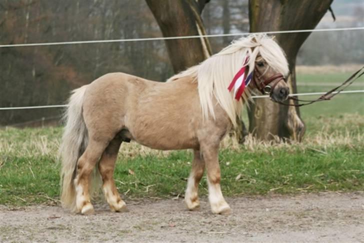 Shetlænder Remco V.D. Kastanje - Avlshingst - Hingstedag (taget af Anne Møldrup Jensen) billede 7