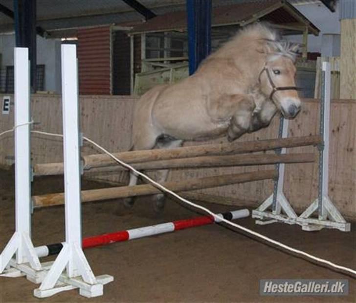 Fjordhest Lasse billede 9