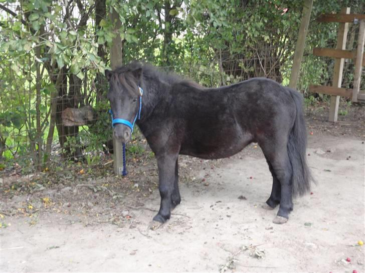 Anden særlig race Mustang *Solgt* billede 8