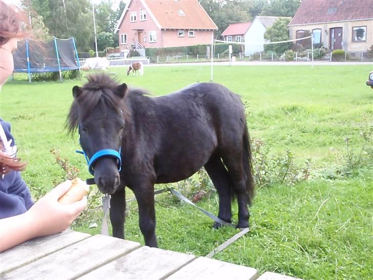 Anden særlig race Mustang *Solgt* - Mustang tigger ved havebordet :) billede 9