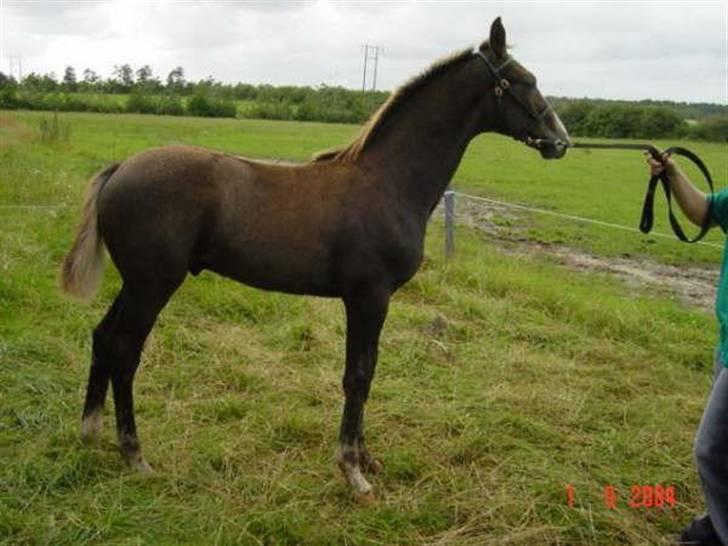 Dansk Varmblod Holkjærs Diablo - Her er han som lille føllebasse billede 9