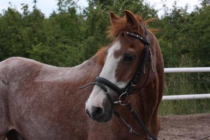 New Forest Rasmus - Taget lige inden han blev aflivet billede 1