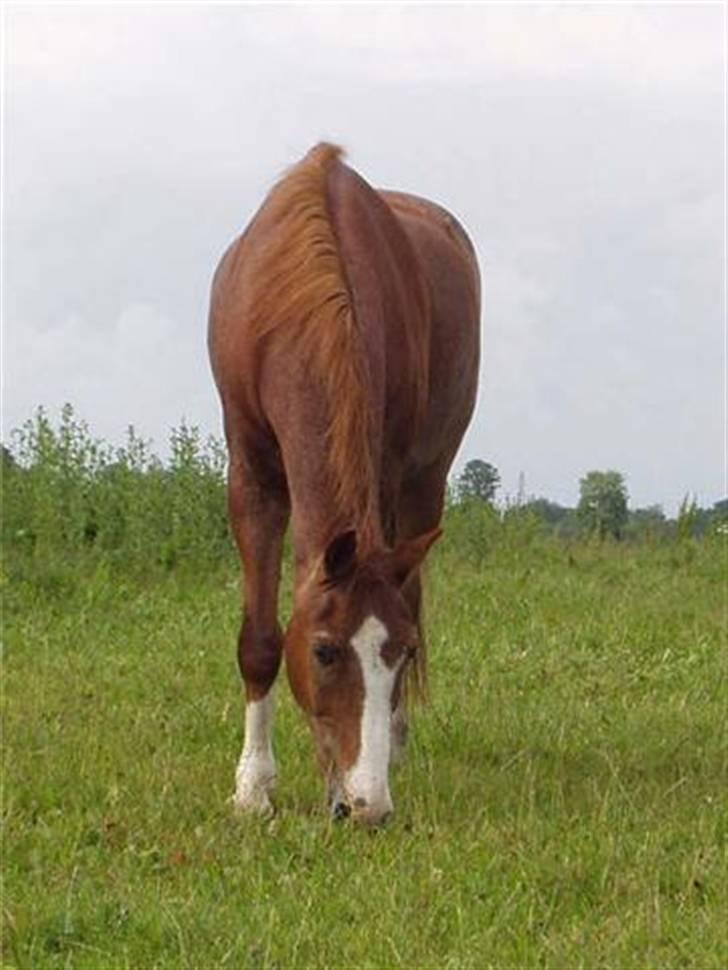New Forest Rasmus - Fra da han var 27-28 år. billede 2