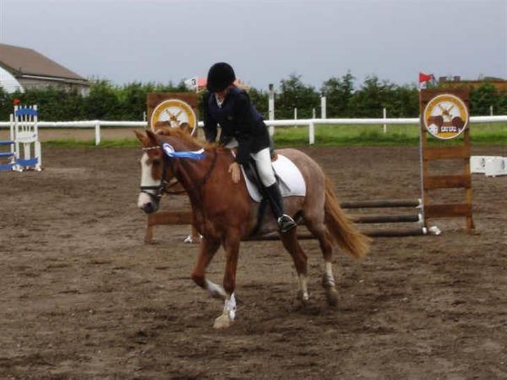 New Forest Rasmus - Her var han til et af hans sidste springstævner, 31 år gammel. Han elskede det! billede 3