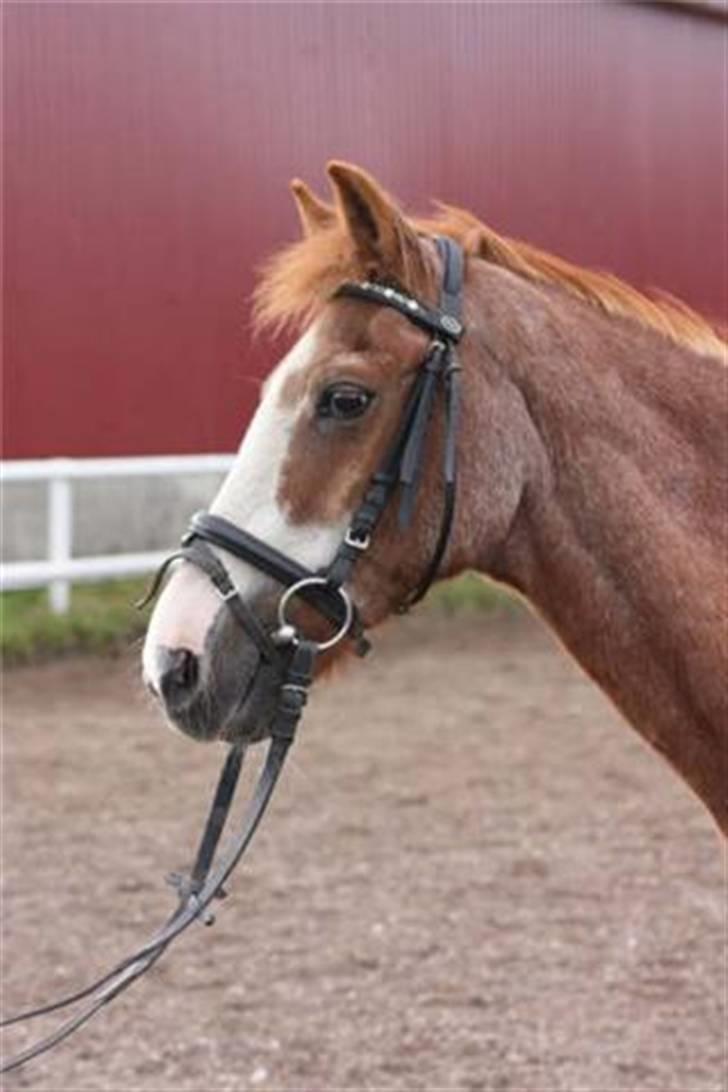 New Forest Rasmus - Lige inden han blev aflivet billede 4