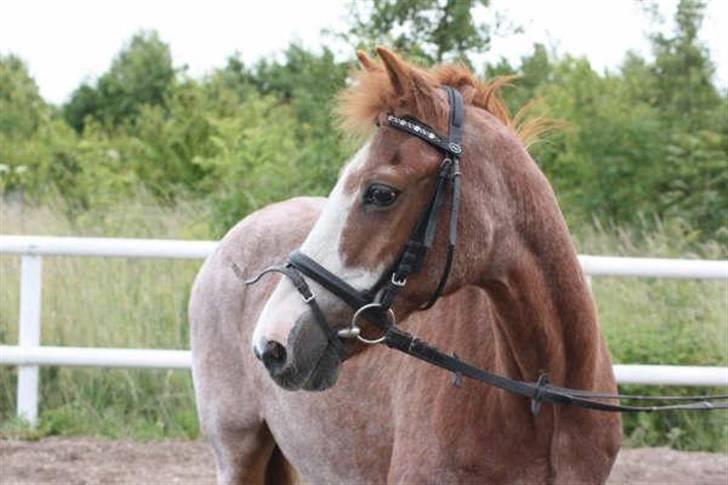 New Forest Rasmus - Lige inden han blev aflivet.  billede 5