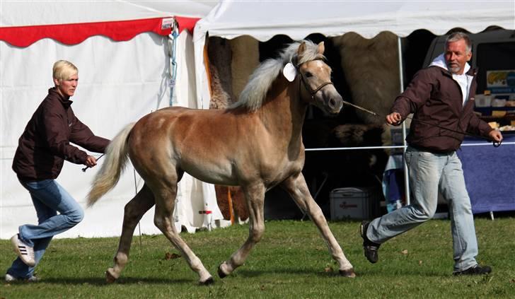 Haflinger Hibiscus - Gørlev d. 13/9-09 (CNN-foto) billede 1