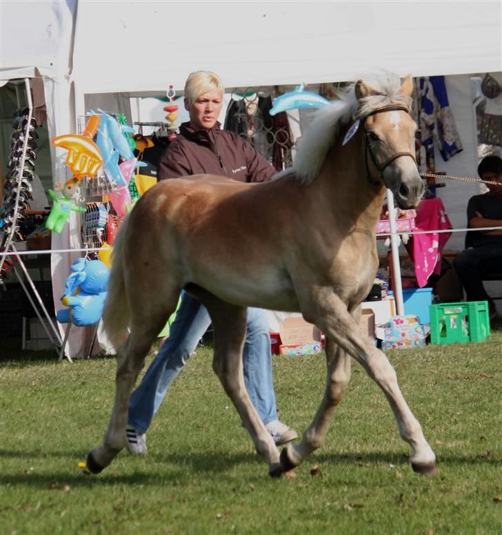 Haflinger Hibiscus - Gørlev d. 13/9-09 (CNN-foto) billede 10