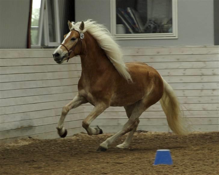 Tyroler Haflinger Hollyday Elghuset - HAD kåring d. 30/8-09 (CNN-foto) billede 14