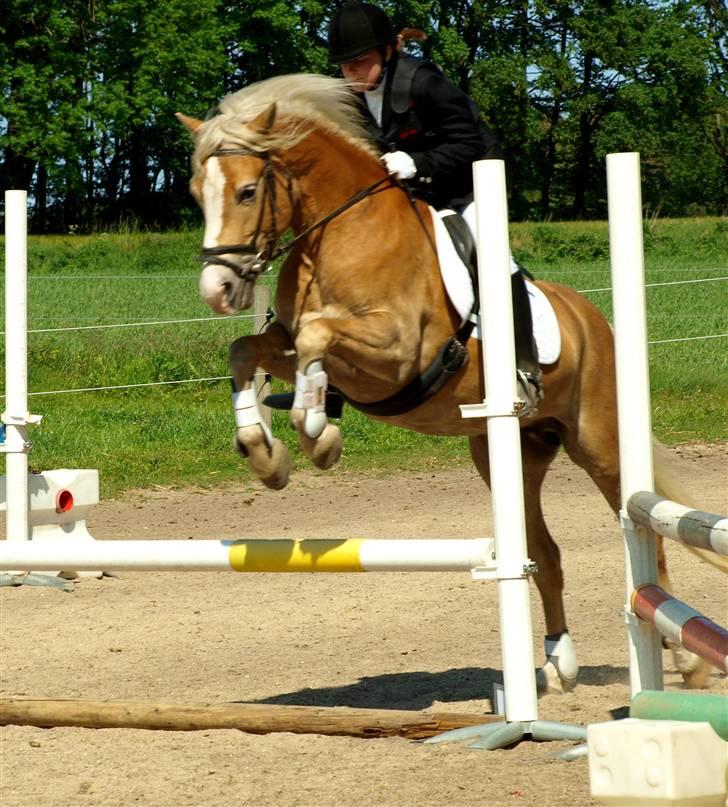 Tyroler Haflinger Grace - Elghusets Haflinger stævne d. 30/5-09 (CNN-foto) billede 10