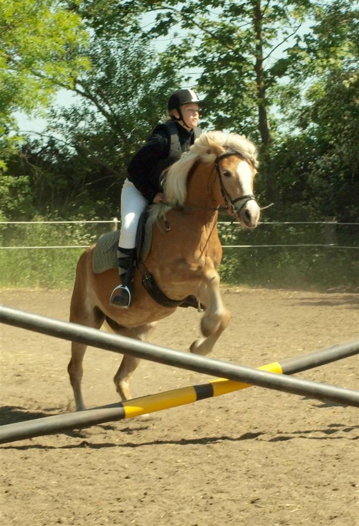 Tyroler Haflinger Sylgiva - Elghusets Haflinger stævne d. 30/5-09 (CNN-foto) billede 12