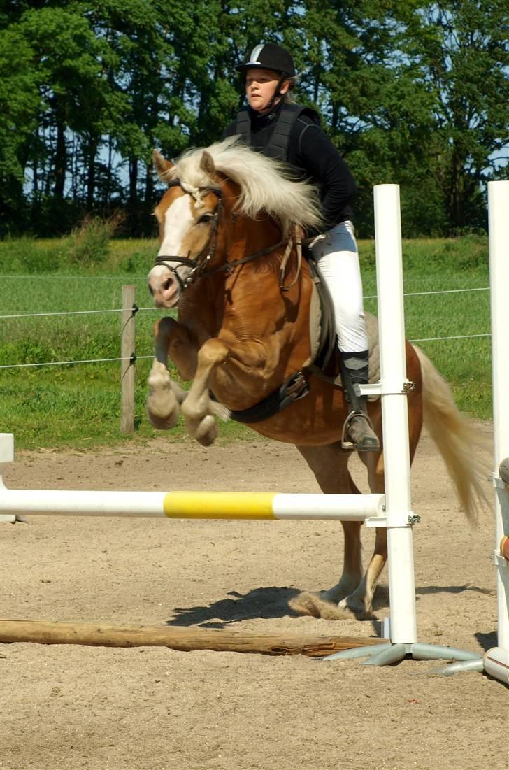 Tyroler Haflinger Sylgiva - Elghusets Haflinger stævne d. 30/5-09 (CNN-foto) billede 14