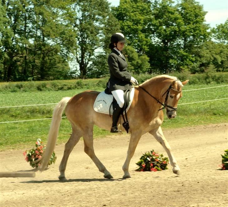 Tyroler Haflinger Haily Elghuset  - Elghusets Haflinger stævne d. 30/5-09 (CNN-foto) billede 12