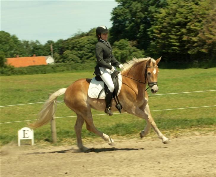 Tyroler Haflinger Haily Elghuset  - Elghusets Haflinger stævne d. 30/5-09 (CNN-foto) billede 13