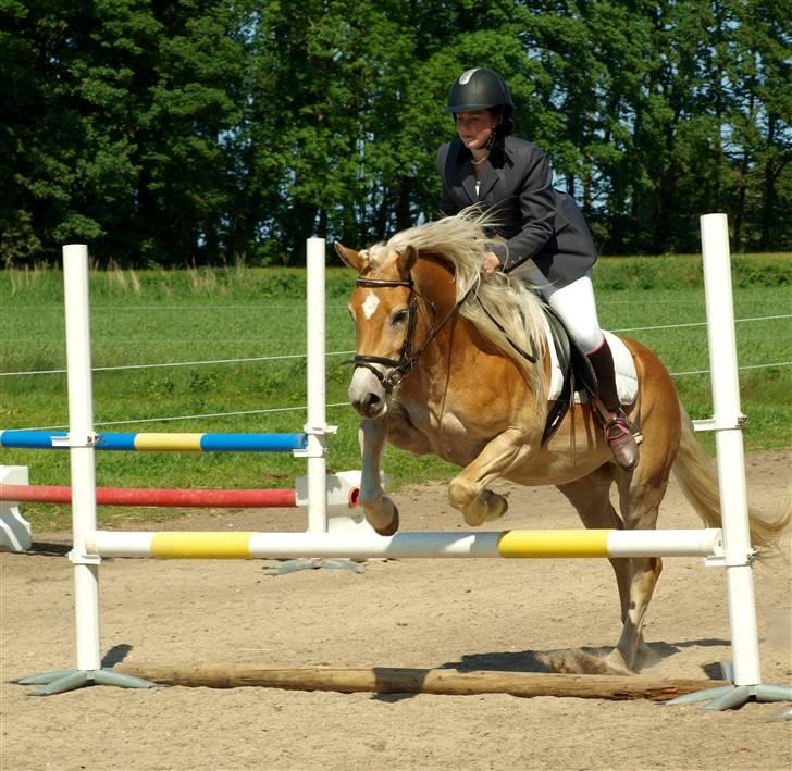 Tyroler Haflinger Haily Elghuset  - Elghusets Haflinger stævne d. 30/5-09 (CNN-foto) billede 14