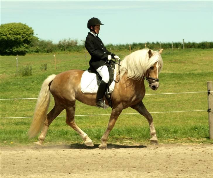 Tyroler Haflinger Holly Elghuset - Elghusets Haflinger stævne d. 30/5-09 (CNN-foto) billede 10