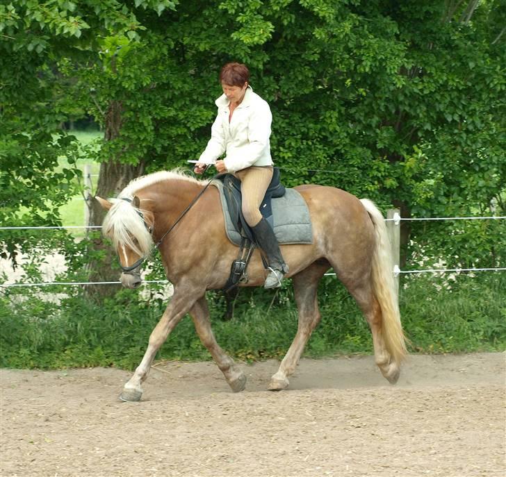 Tyroler Haflinger Holly Elghuset - d. 4/6-09 (CNN-foto) billede 11