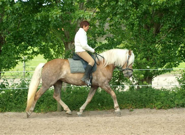 Tyroler Haflinger Holly Elghuset - d. 4/6-09 (CNN-foto) billede 12