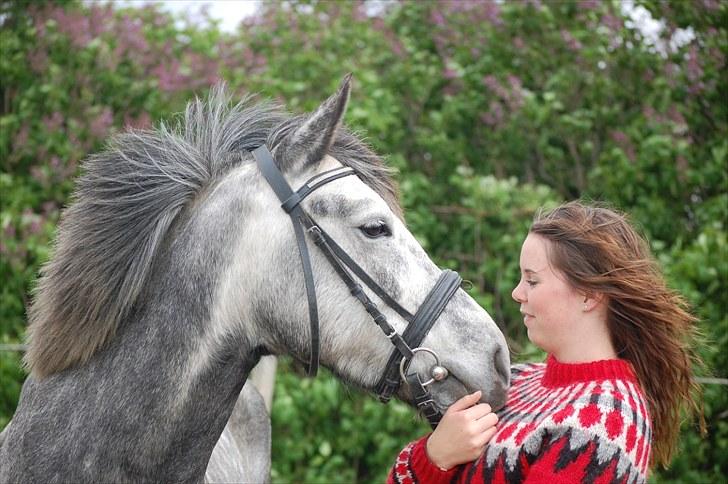 New Forest Mølgaards Zafir - 1 - Sidste dag :( billede 1