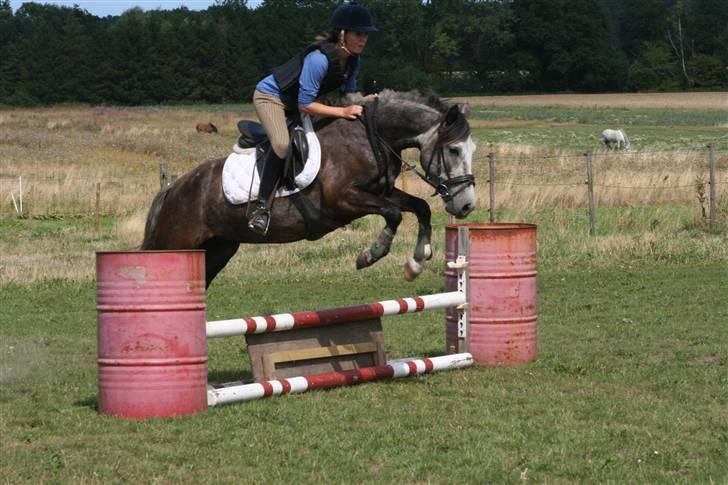 New Forest Mølgaards Zafir - 3 - Springtræning 09 billede 3