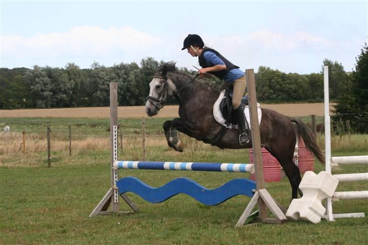 New Forest Mølgaards Zafir - 4 - Springtræning 09 billede 4