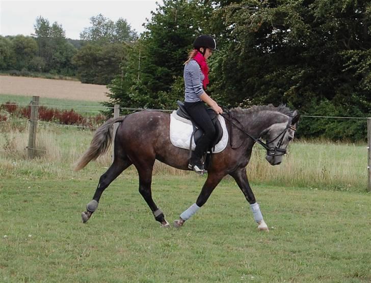 New Forest Mølgaards Zafir - 5 - Dressur 09 billede 5