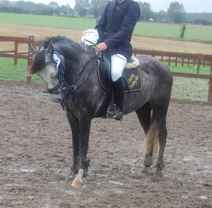 New Forest Mølgaards Zafir - 6 - Stævne 09 billede 6