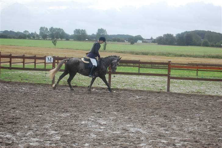 New Forest Mølgaards Zafir - 7 - Stævne 09 billede 7