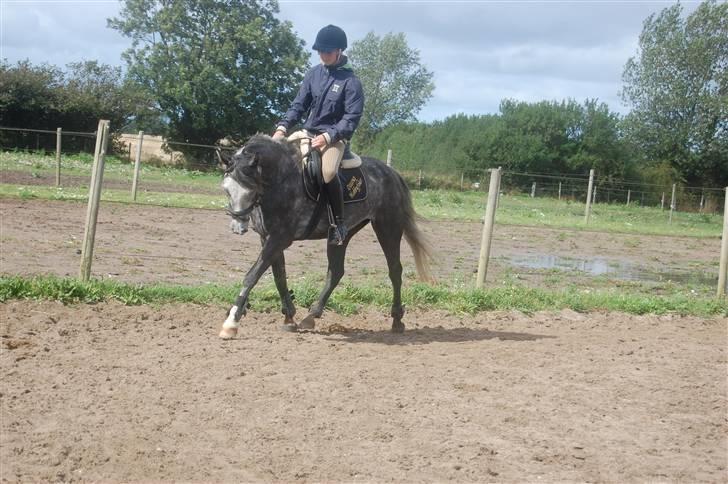 New Forest Mølgaards Zafir - 8 - Dressur 09 billede 8