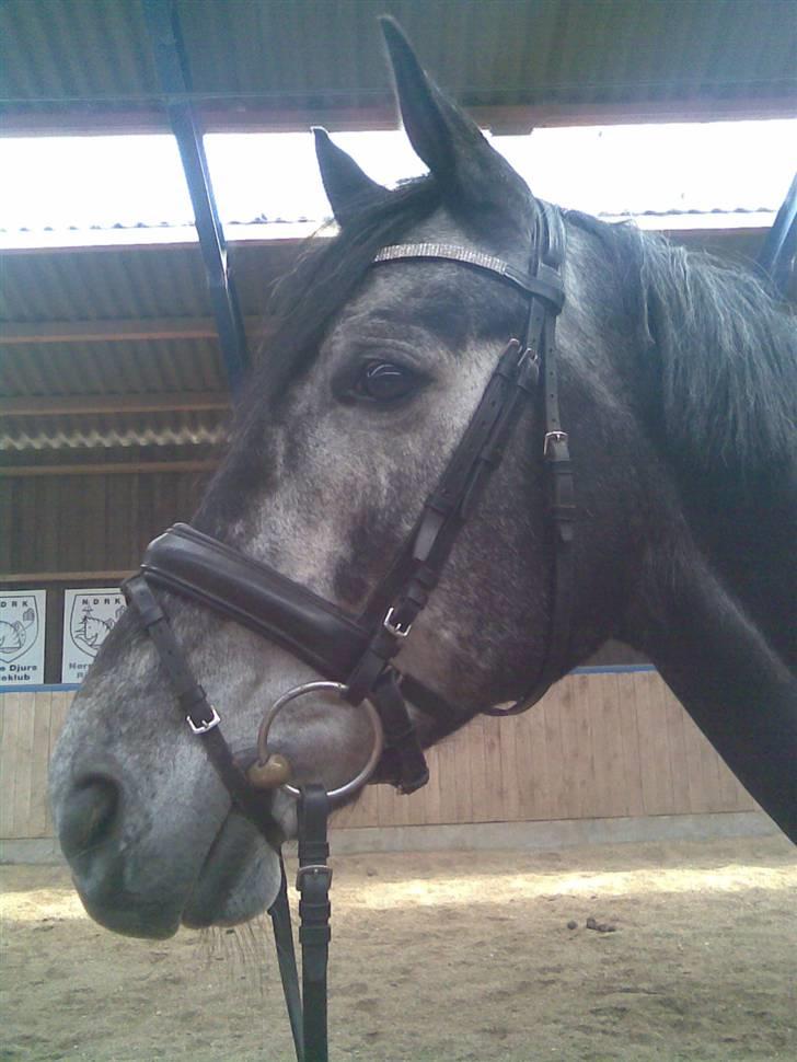 Trakehner Mont Blanc R.I.P. billede 6