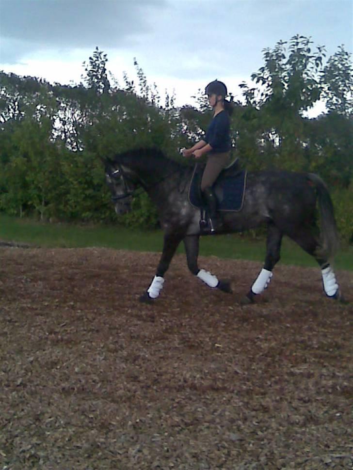 Trakehner Mont Blanc R.I.P. billede 9