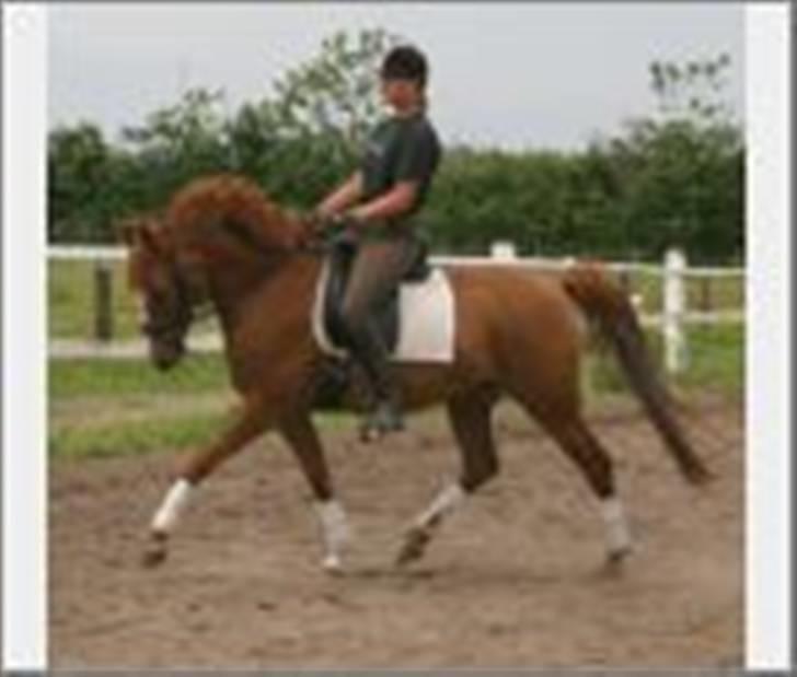 DSP Donna <3 SOLGT billede 13