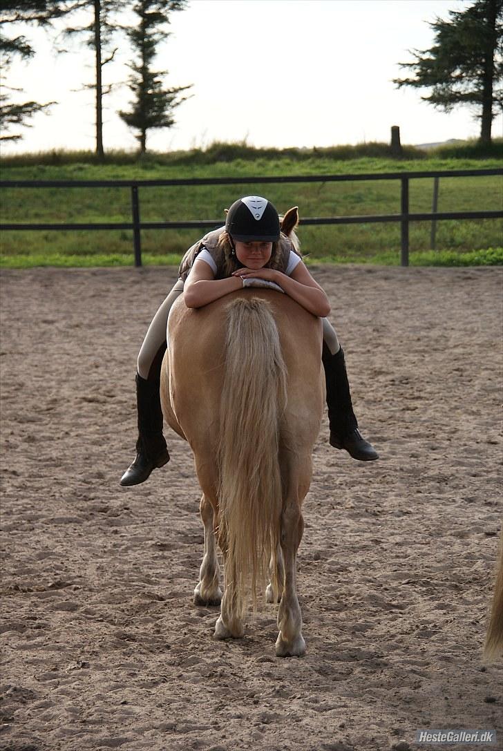 Haflinger Wonder - 10. Hygge efter træning :) // Mette. billede 10