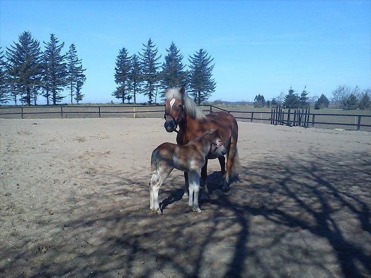 Haflinger Wonder - 11. Wonder og hendes føl Wiktoria :) // Mig. billede 11