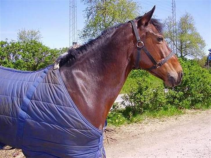 New Forest Cirkeline  billede 2