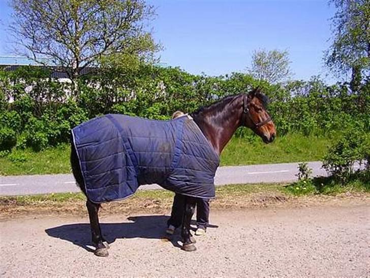 New Forest Cirkeline  billede 3