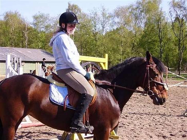 New Forest Cirkeline  billede 4