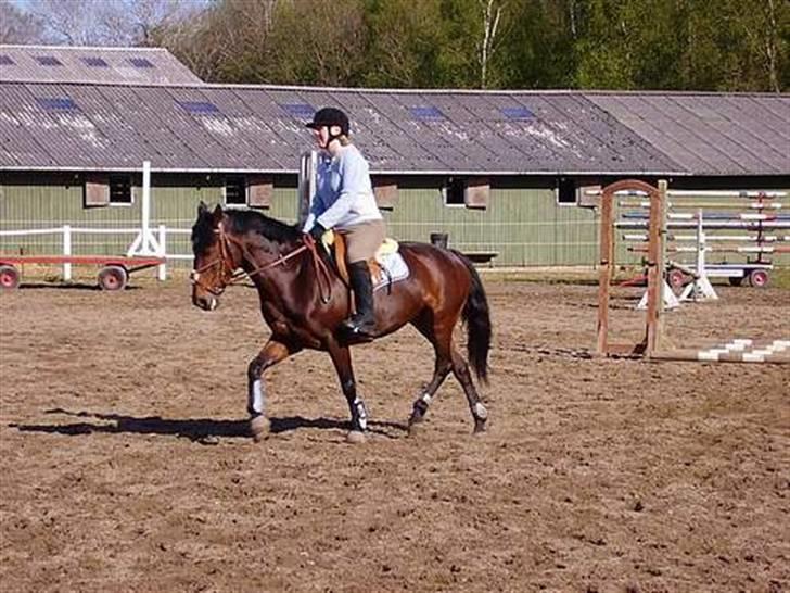 New Forest Cirkeline  billede 5